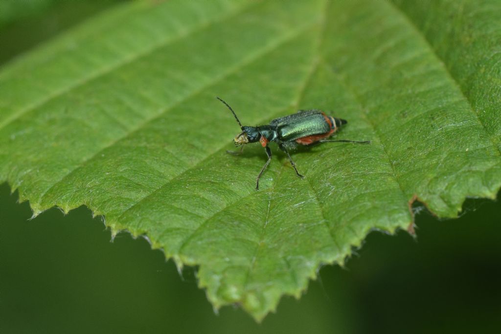 Malachiidae:  Malachius lusitanicus, femmina